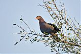 Red-billed Pigeon