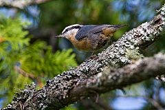 Red-breasted Nuthatch