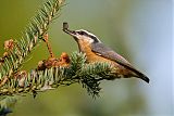 Red-breasted Nuthatch