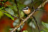 Red-breasted Nuthatch