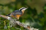 Red-breasted Nuthatch