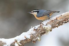 Red-breasted Nuthatch