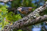 Red-breasted Nuthatch