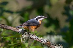 Red-breasted Nuthatch