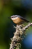 Red-breasted Nuthatch