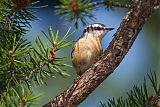 Red-breasted Nuthatchborder=