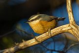 Red-breasted Nuthatchborder=