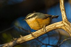 Red-breasted Nuthatch