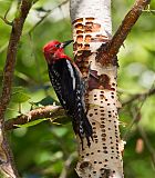 Red-breasted Sapsuckerborder=