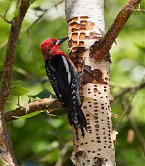 Red-breasted Sapsucker