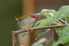 Red-browed Firetail