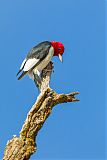 Red-headed Woodpecker