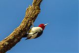 Red-headed Woodpecker