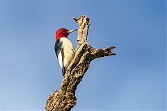 Red-headed Woodpecker