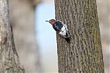 Red-headed Woodpecker