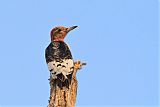 Red-headed Woodpecker