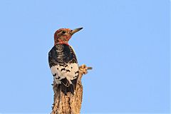 Red-headed Woodpecker