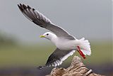 Red-legged Kittiwakeborder=