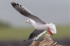 Red-legged Kittiwake