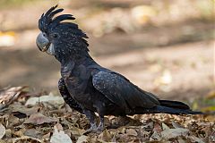 Red-tailed Black-Cockatoo