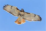 Red-tailed Hawkborder=