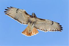 Red-tailed Hawk