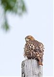 Red-tailed Hawkborder=