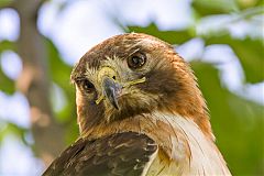 Red-tailed Hawk