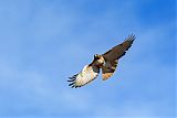 Red-tailed Hawk