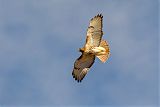 Red-tailed Hawkborder=