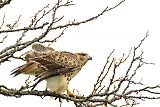 Red-tailed Hawkborder=