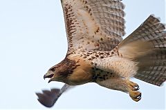 Red-tailed Hawk