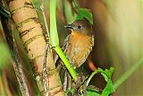 Red-throated Ant-Tanager