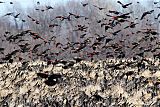 Red-winged Blackbirdborder=