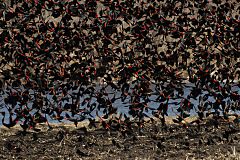 Red-winged Blackbird