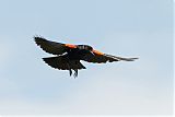 Red-winged Blackbirdborder=