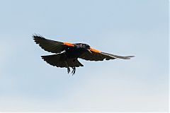 Red-winged Blackbird