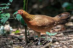 Red Junglefowl