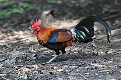 Red Junglefowl