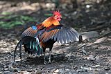 Red Junglefowl