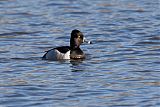 Ring-necked Duckborder=