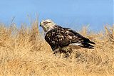 Rough-legged Hawk