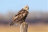 Rough-legged Hawk