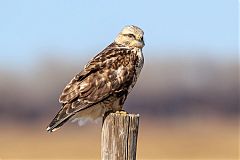 Rough-legged Hawk