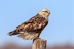 Rough-legged Hawk