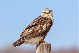 Rough-legged Hawk