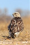 Rough-legged Hawk