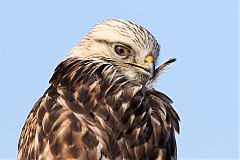 Rough-legged Hawk