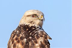 Rough-legged Hawk