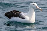 Royal Albatrossborder=